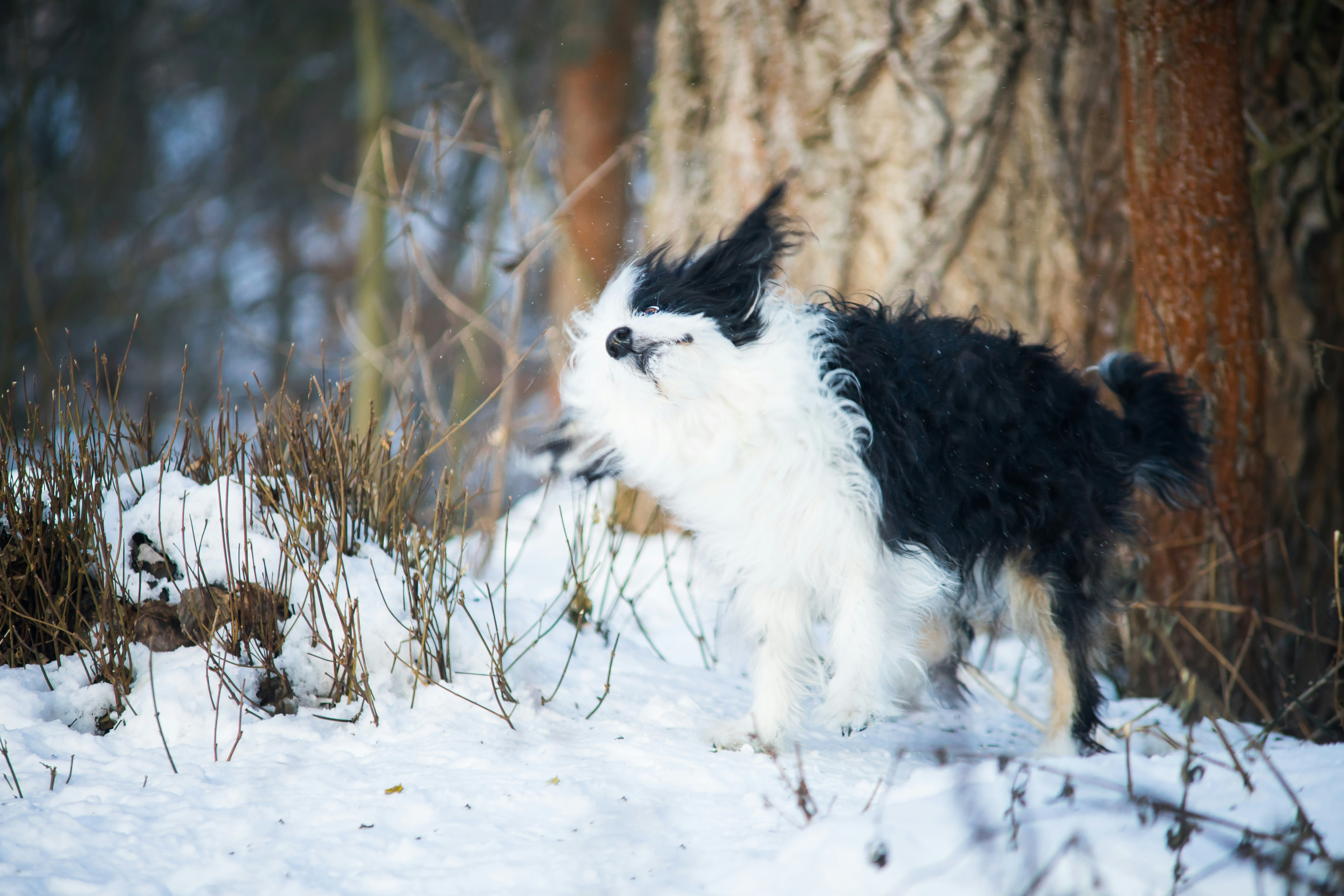 white and black long coat small dog on snow covered ground during daytime